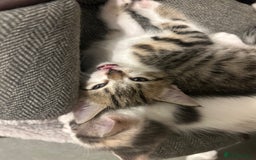 British Shorthair cats for sale: One female kitten for sale - Advert 26