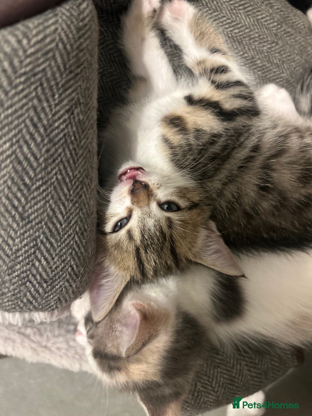 British Shorthair cats for sale: One female kitten for sale - Advert 26