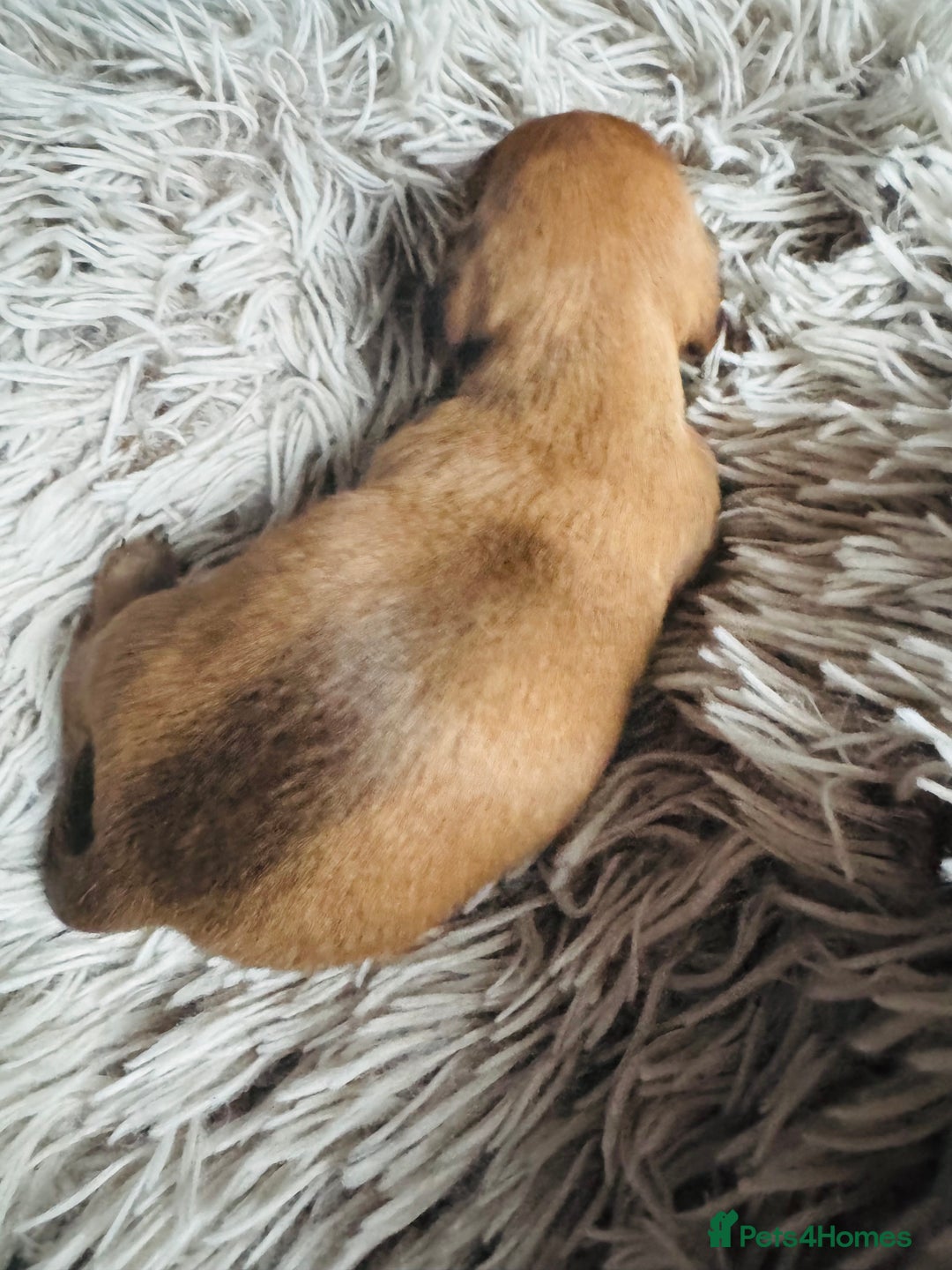 Miniature Dachshund dogs for sale: Beautiful minature dachshunds  - Advert 19