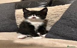 Maine Coon cats for sale: Maine Coon - Image 6