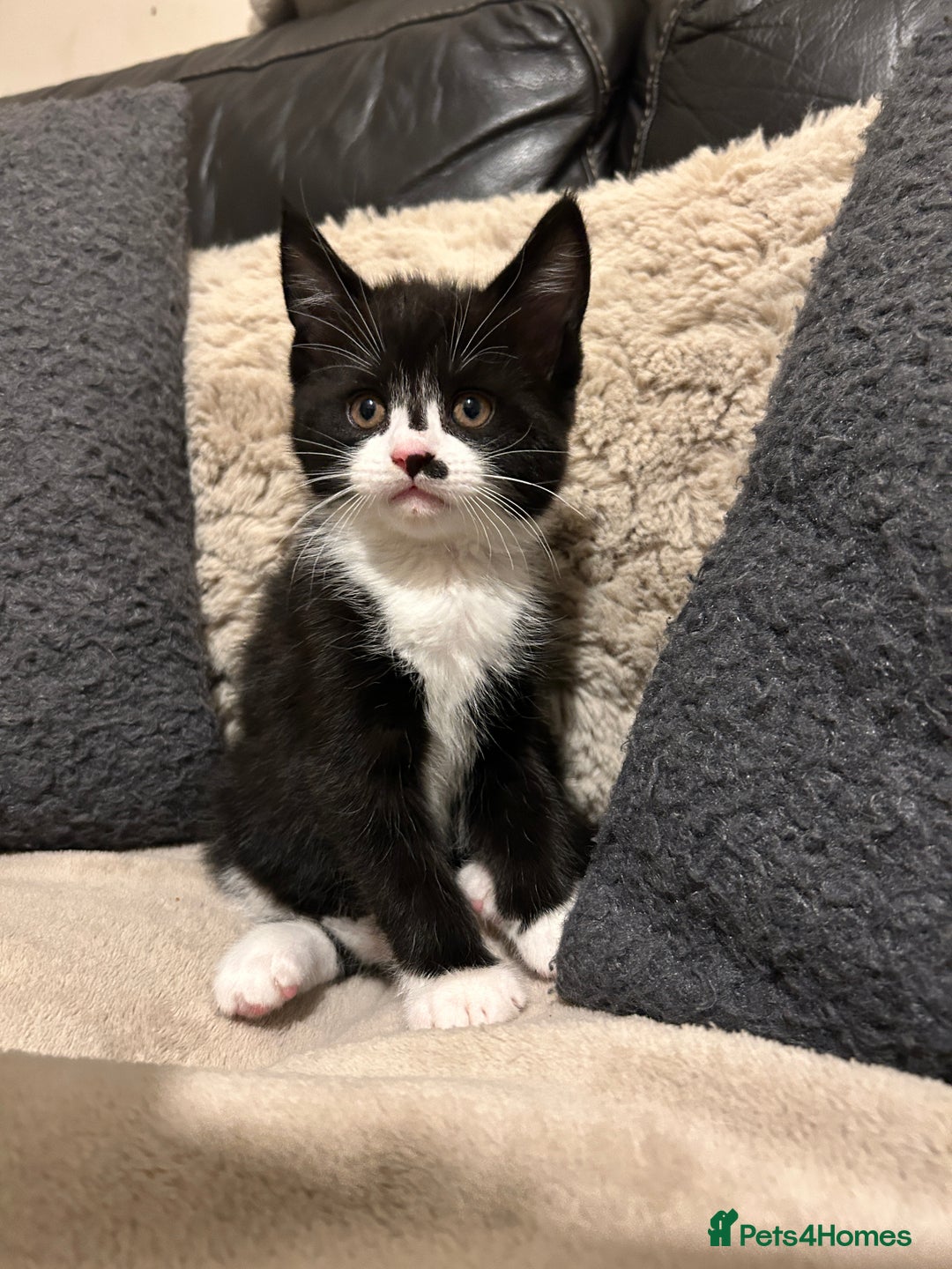 Maine Coon cats for sale: Maine Coon - Image 6