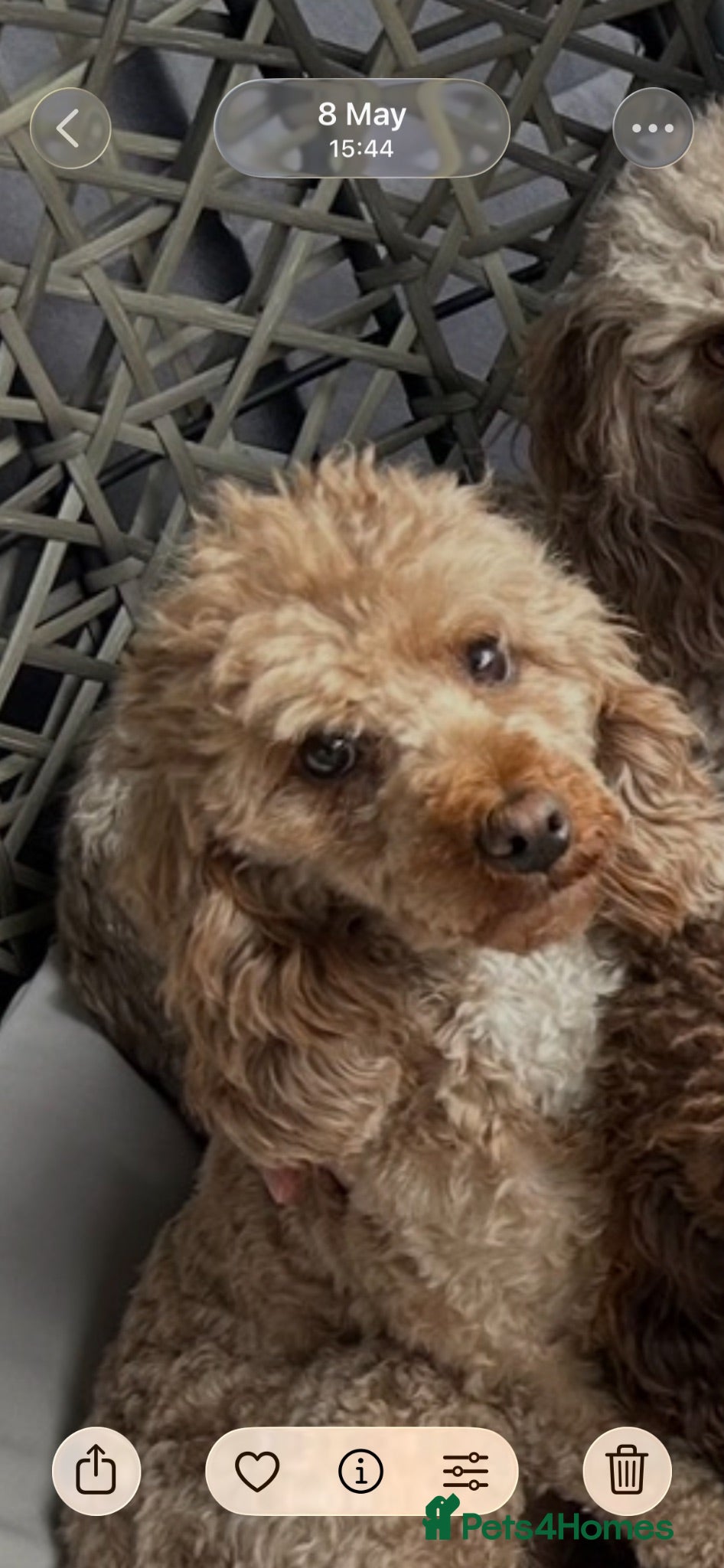 Toy Poodle dogs Stunning toy poodles  - Advert 1