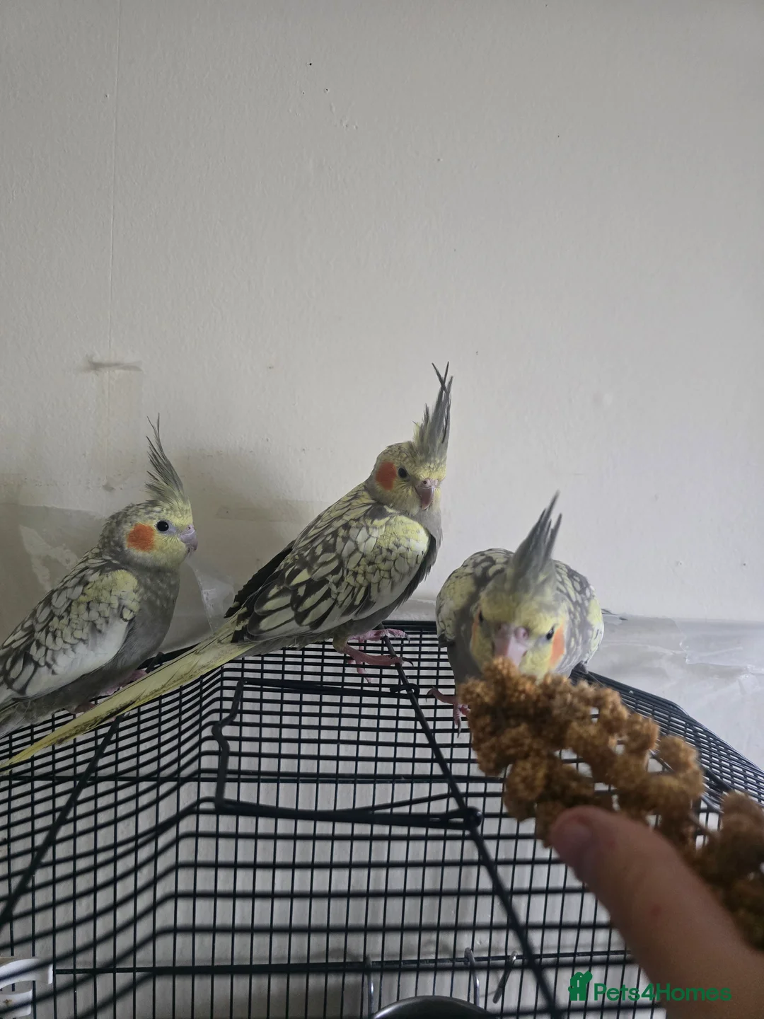 Cockatiels birds for sale: Baby cockatiels for sale  - Advert 6