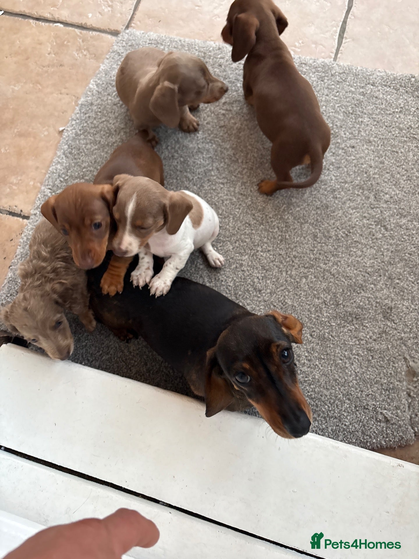 Miniature Dachshund dogs Miniature dachshund puppies  - Advert 16
