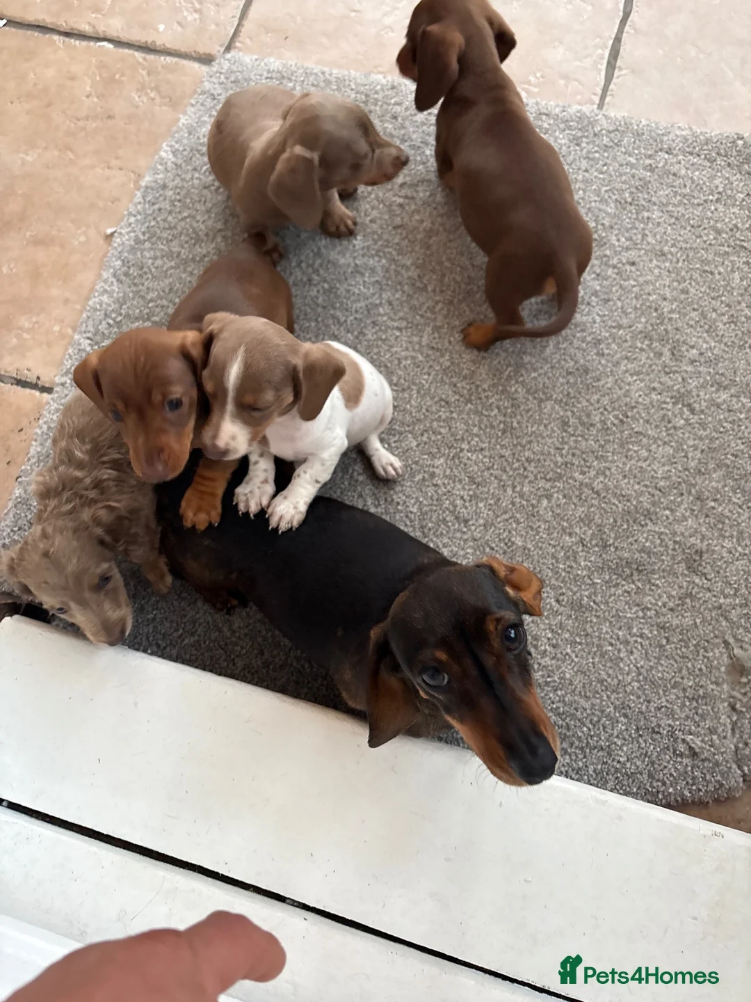 Miniature Dachshund dogs for sale: Miniature dachshund puppies  in Bilston - Advert 1