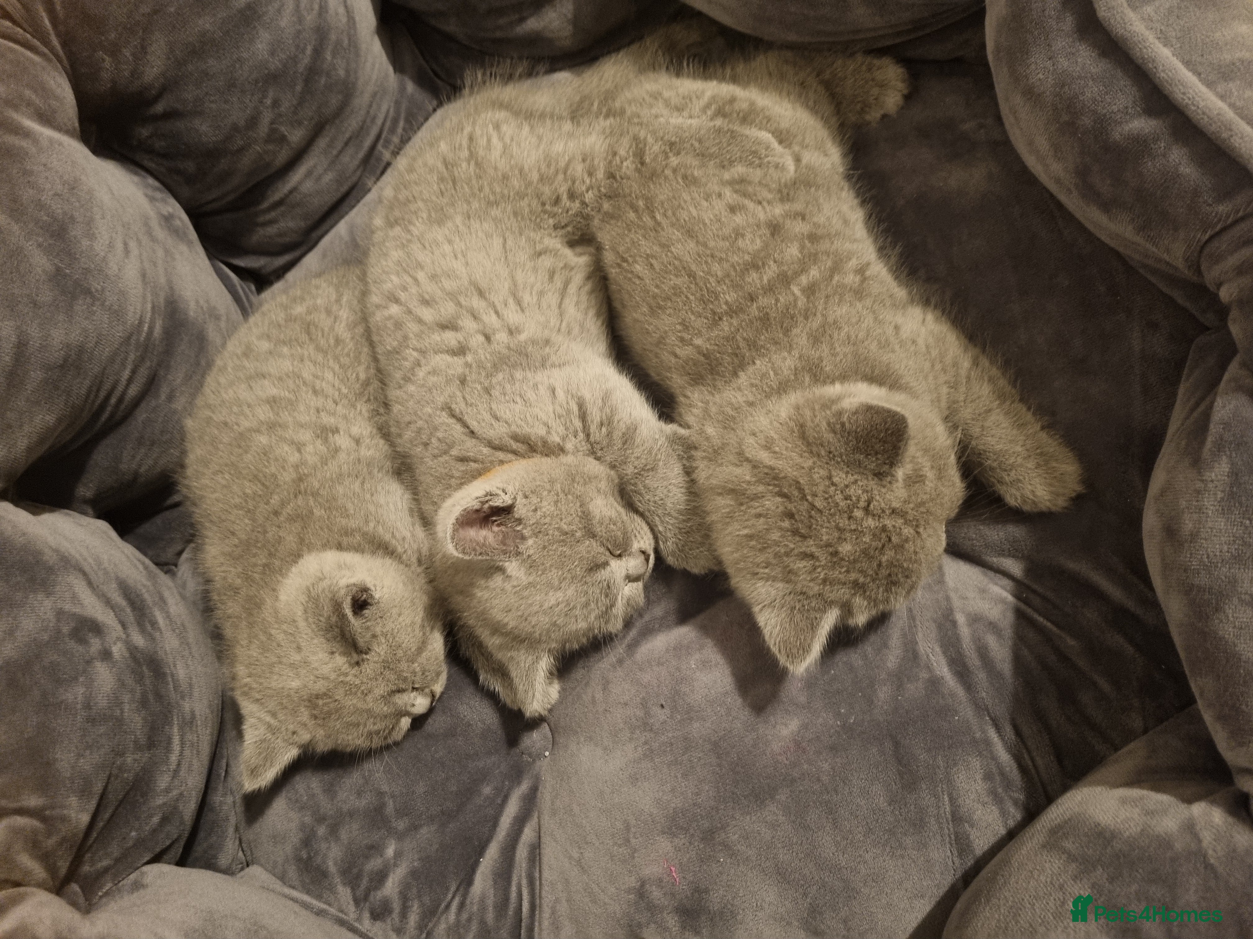 British Shorthair cats Beautiful GCCF Registered Kittens for Sale. - Advert 2