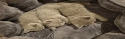 British Shorthair cats for sale: Pedigree GCCF Registered Kittens (Active). - Advert 4