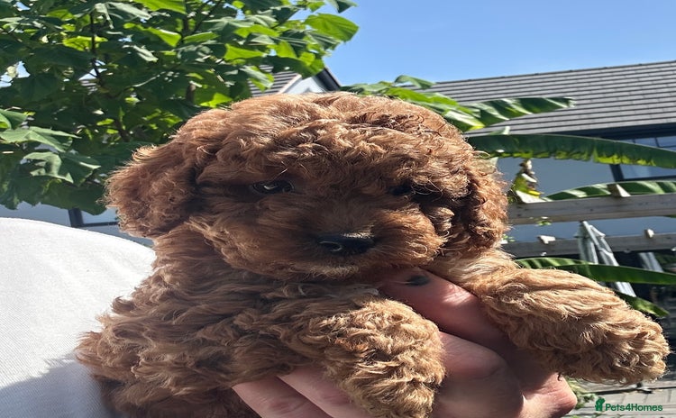Cockapoo dogs - Advert 2