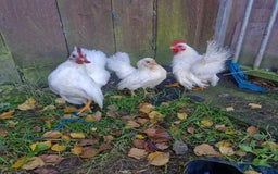 Chickens poultry for sale: Serama - Image 3