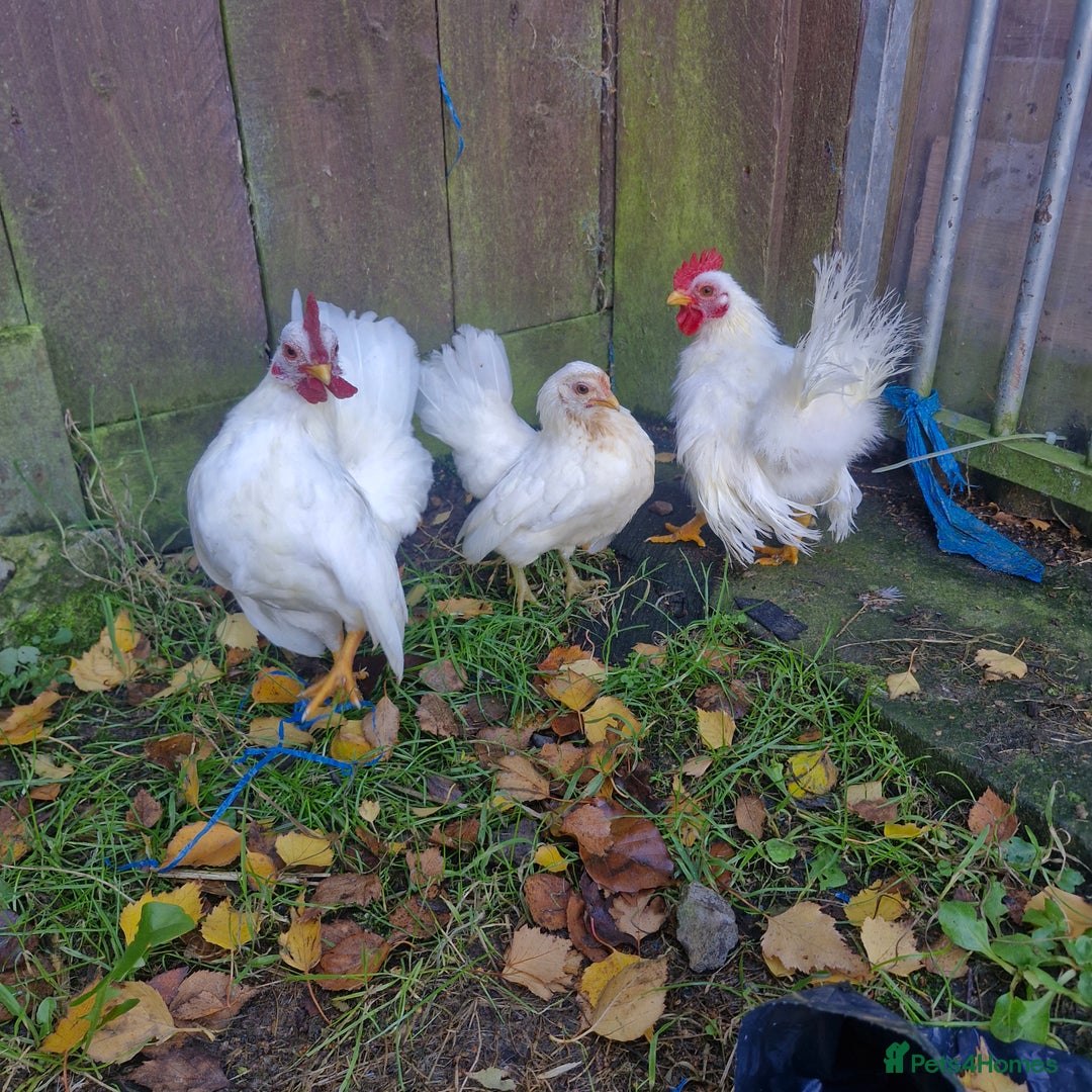 Chickens poultry for sale: Serama - Image 3
