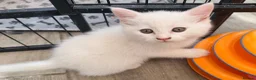 Persian cats for sale: Ready now persian x white girls - Advert 3