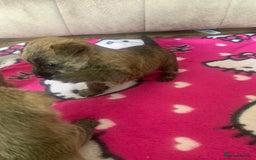 Cairn Terrier dogs for sale: Quality litter KC reg Cairn Terrier Puppies  - Image 6