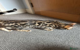 Bengal cats for sale: ✨️2 Kittens left! 🐱 in Berkhamsted - Image 8