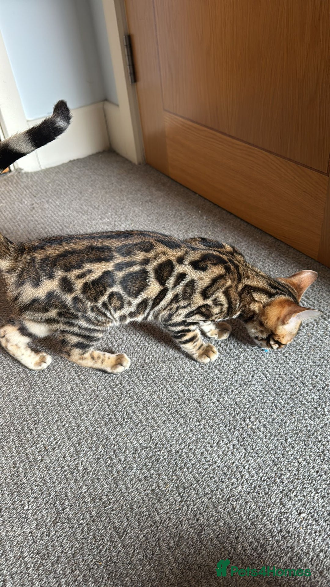 Bengal cats for sale: ✨️2 Kittens left! 🐱 in Berkhamsted - Image 8