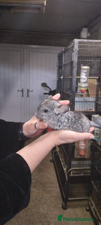 Chinchilla rodents - Advert 2