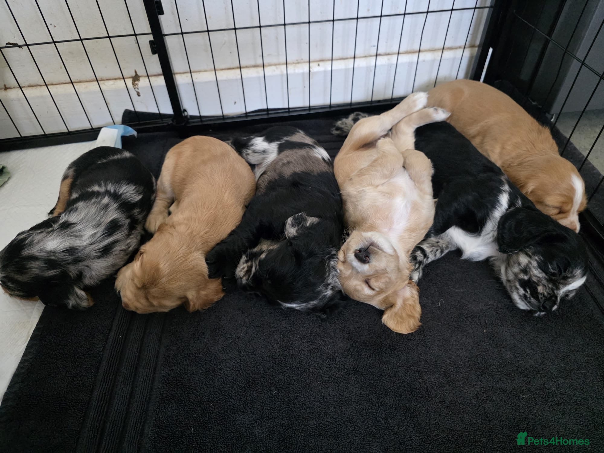 Cocker Spaniel dogs Cocker spaniel puppies  - Advert 20
