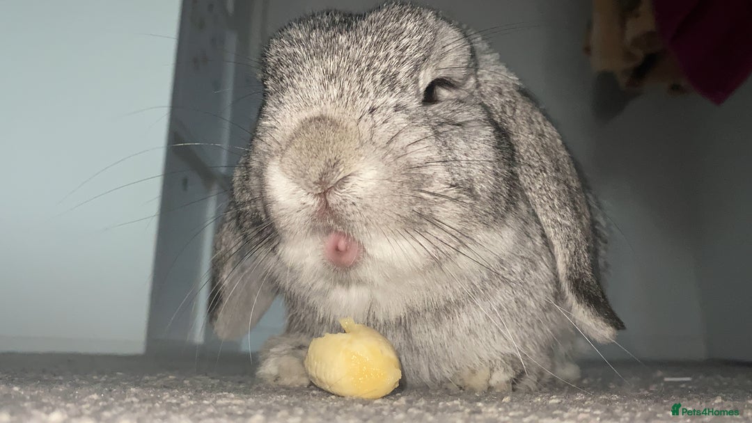 Mini Lop rabbits for sale: Lop Bunny - Image 2