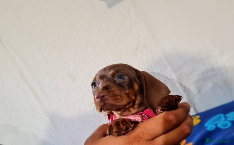 Miniature Dachshund dogs - Advert 1