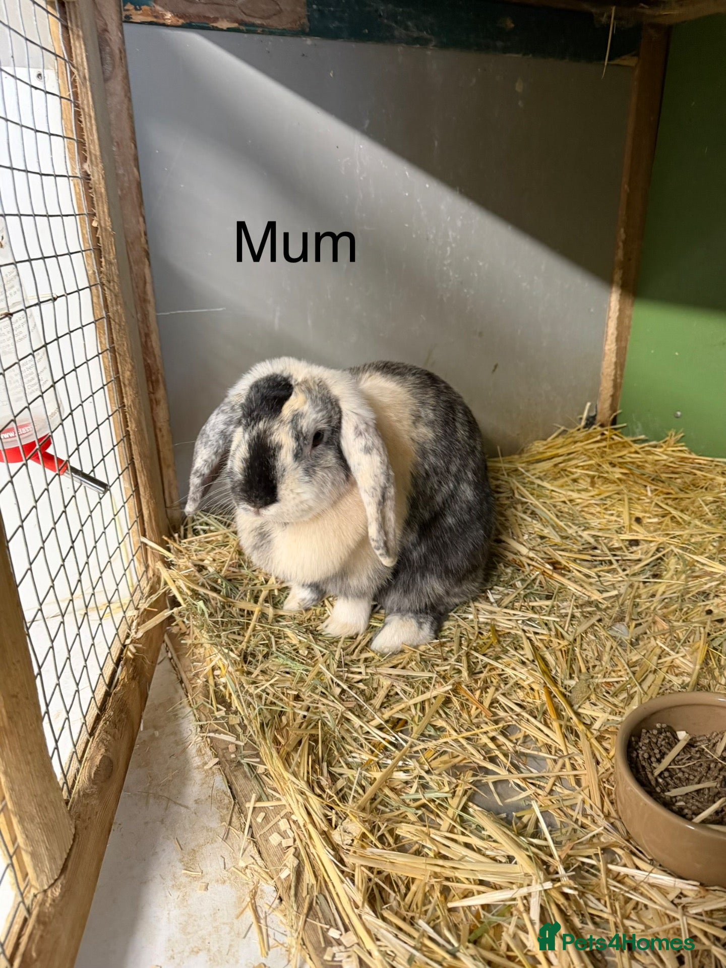 Mini Lop rabbits Lovely Mini Lop Bunnies - Advert 1