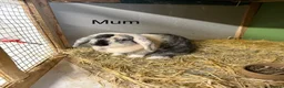 Mini Lop rabbits for sale: Lovely Mini Lop Bunnies - Advert 1