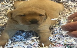 Labrador Retriever dogs for sale: Fox Red Labrador pup - Advert 3