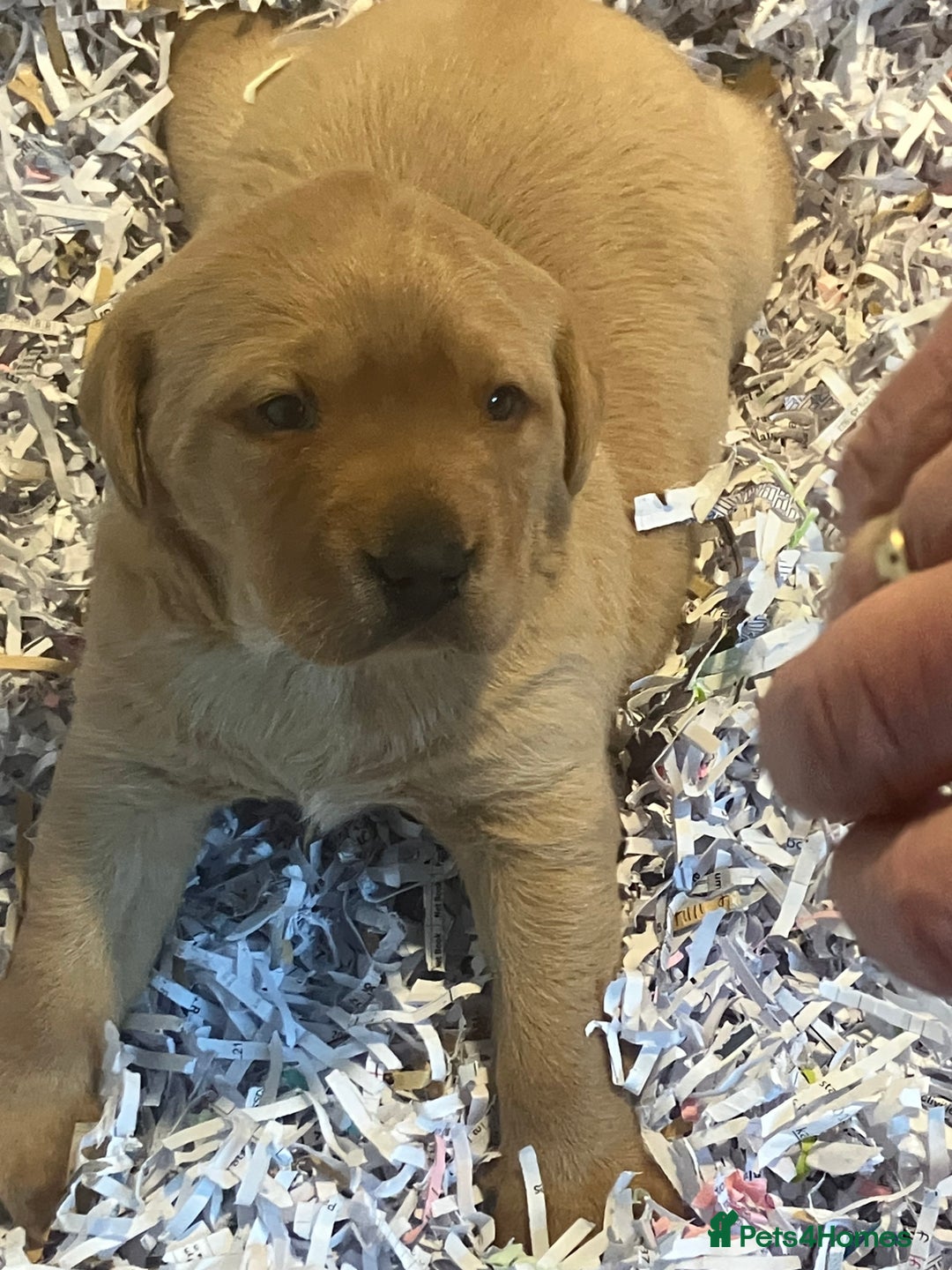 Labrador Retriever dogs for sale: Fox Red Labrador pup - Advert 3