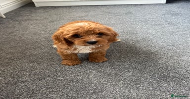 Cavapoo dogs - Advert 5