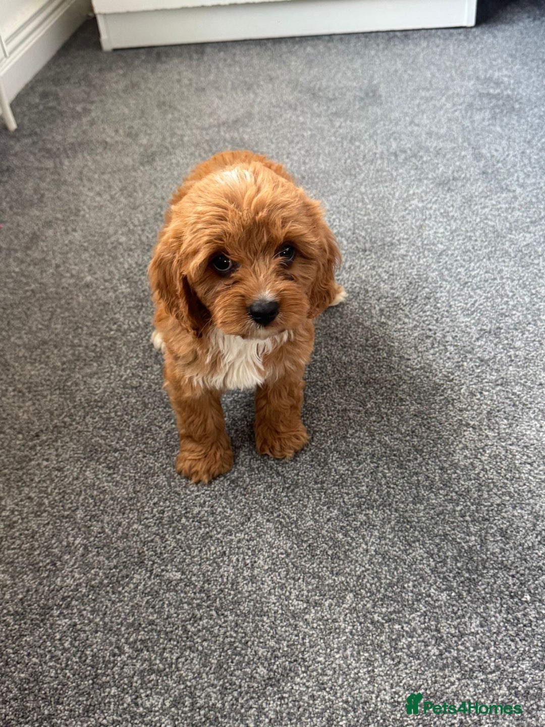 Cavapoo dogs for sale: Stunning F1 Cavapoos kc reg parents  - Image 4