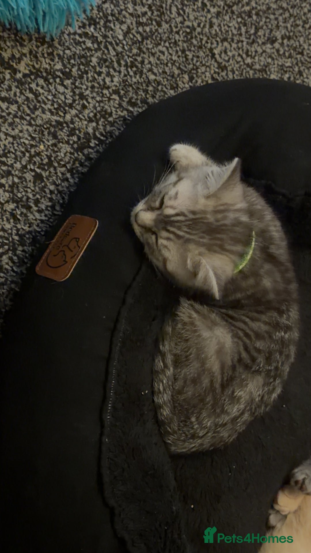 British Shorthair cats for sale: British short hair  - Advert 14