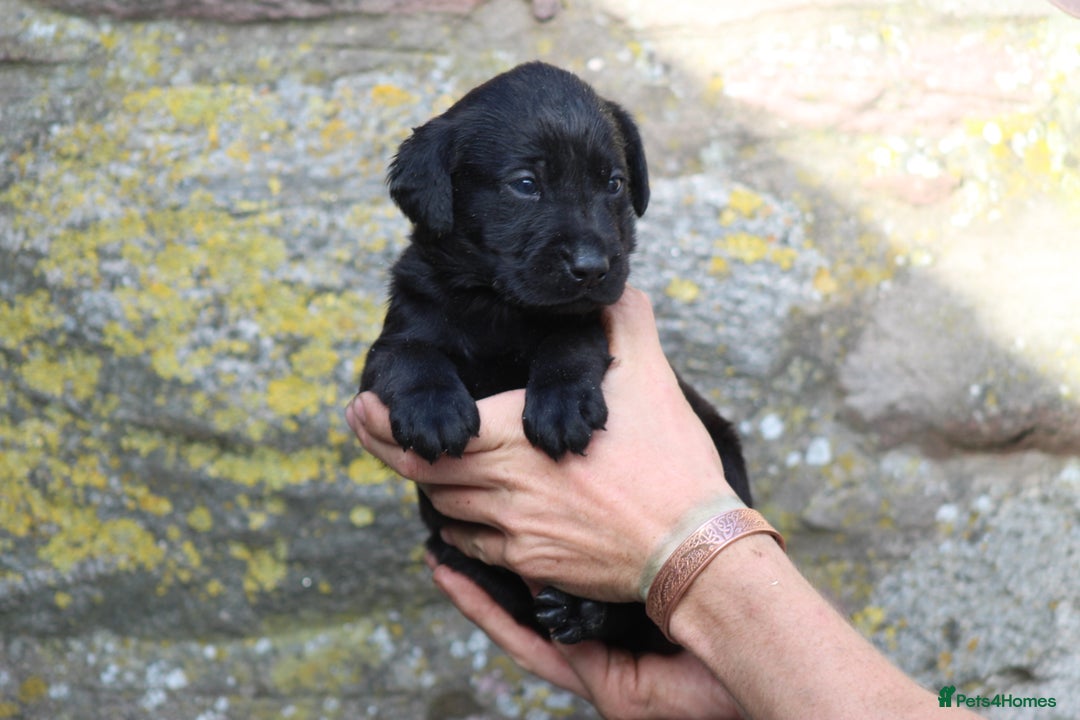 Labrador Retriever dogs for sale: Working Labrador Puppies  - Image 8