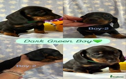 Dachshund dogs for sale: Miniature Daschund puppies - Image 11