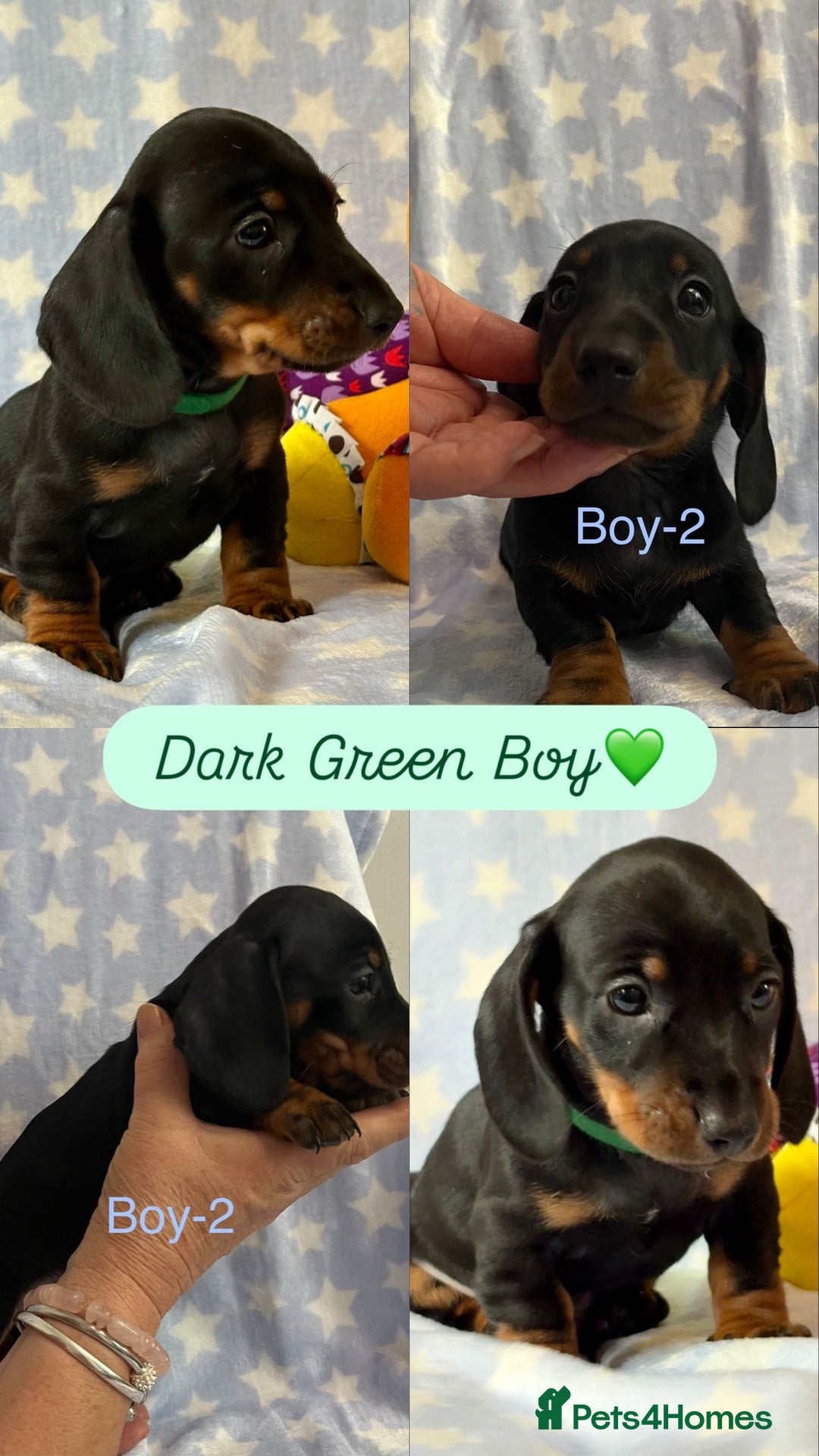 Dachshund dogs for sale: Miniature Daschund puppies - Image 11