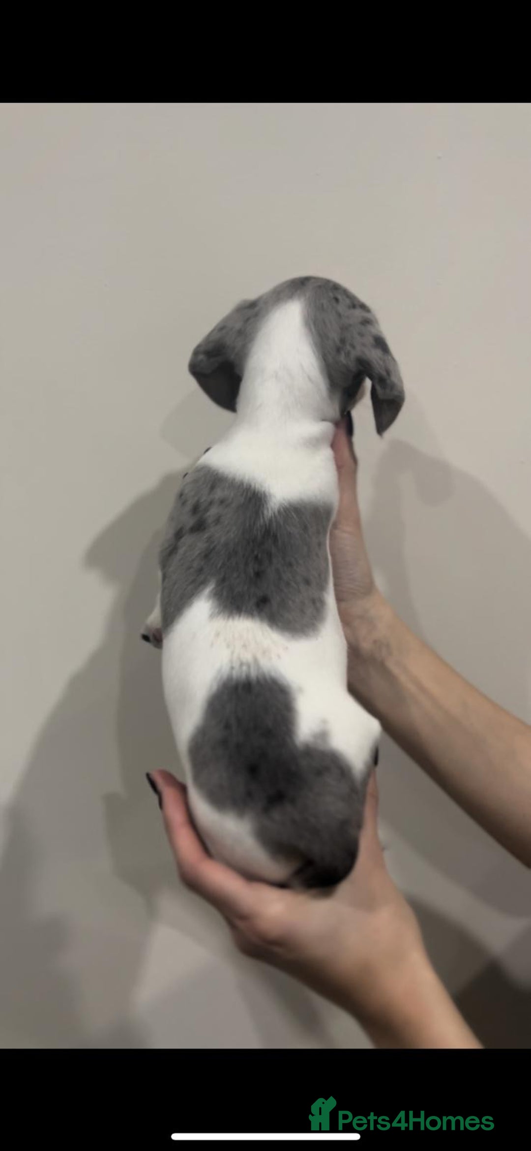 Miniature Dachshund dogs for sale: 4 MINIATURE DACHSHUND PUPPIES 🤍  - Advert 31