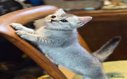 British Shorthair cats for sale: Beautiful silver black tipped girl 💕 - Image 1