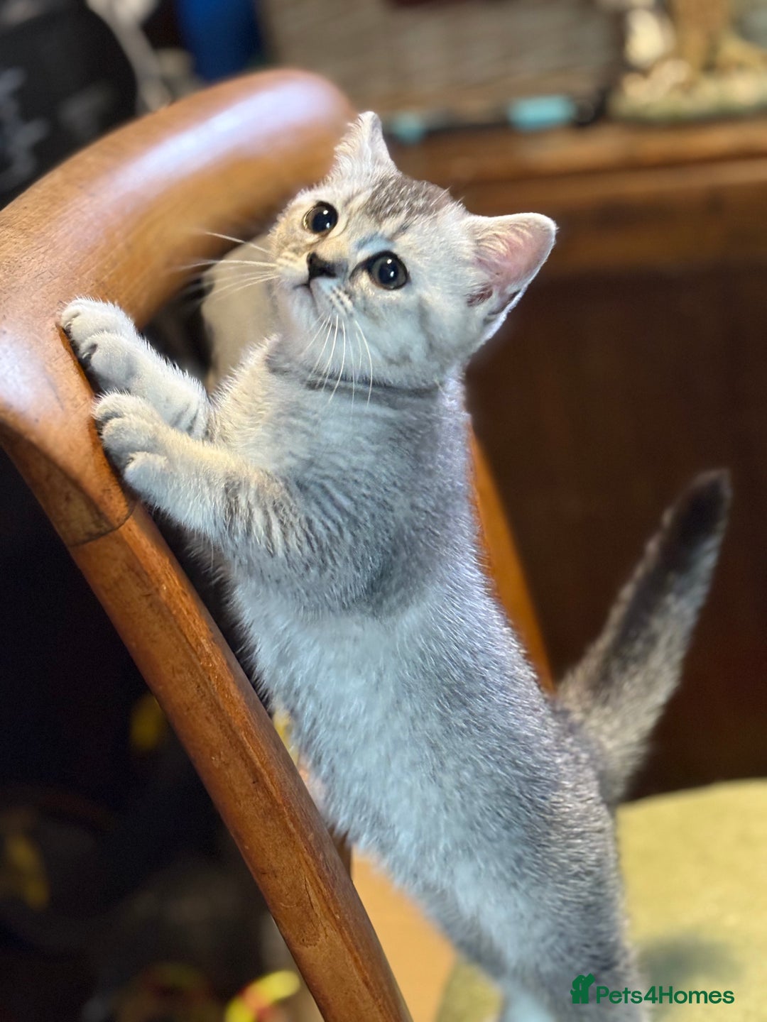 British Shorthair cats for sale: Beautiful silver black tipped girl 💕 - Image 1