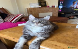 Maine Coon cats for sale: GCCF Pedigree Russian line Maine Coon - Advert 23