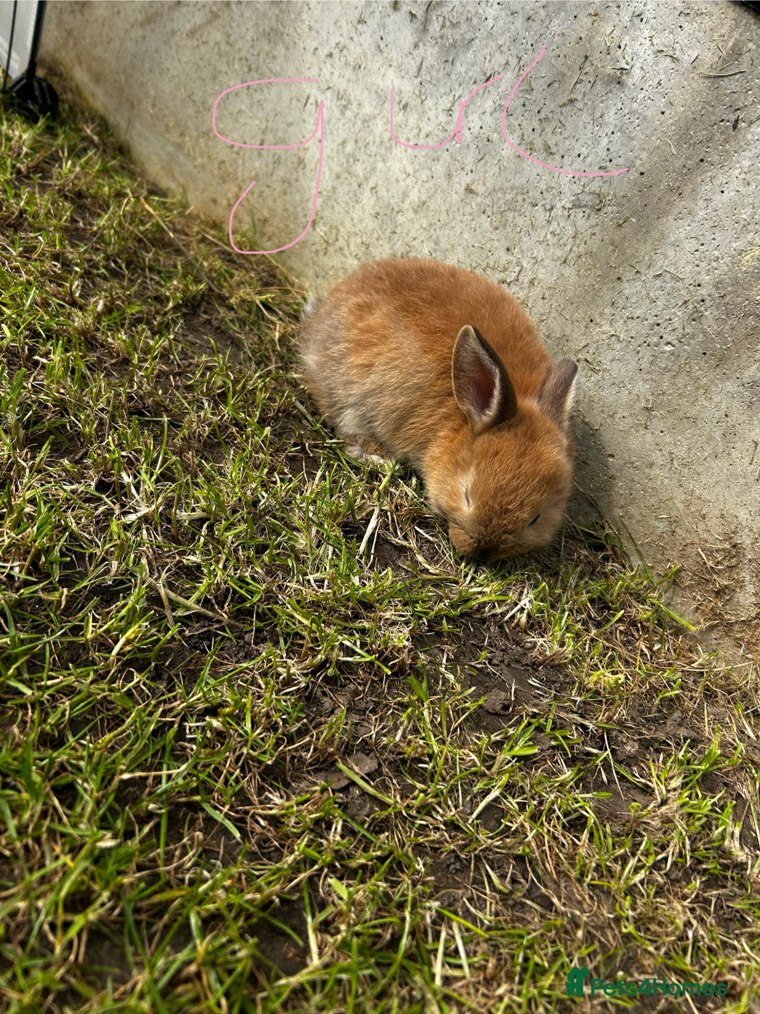 Mixed Breed rabbits Mini lop x  - Advert 2