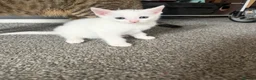 Mixed Breed cats for sale: 4 white kittens available soon  - Advert 3