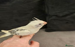 Cockatiels birds for sale: Tame cockatiel chicks  - Image 7