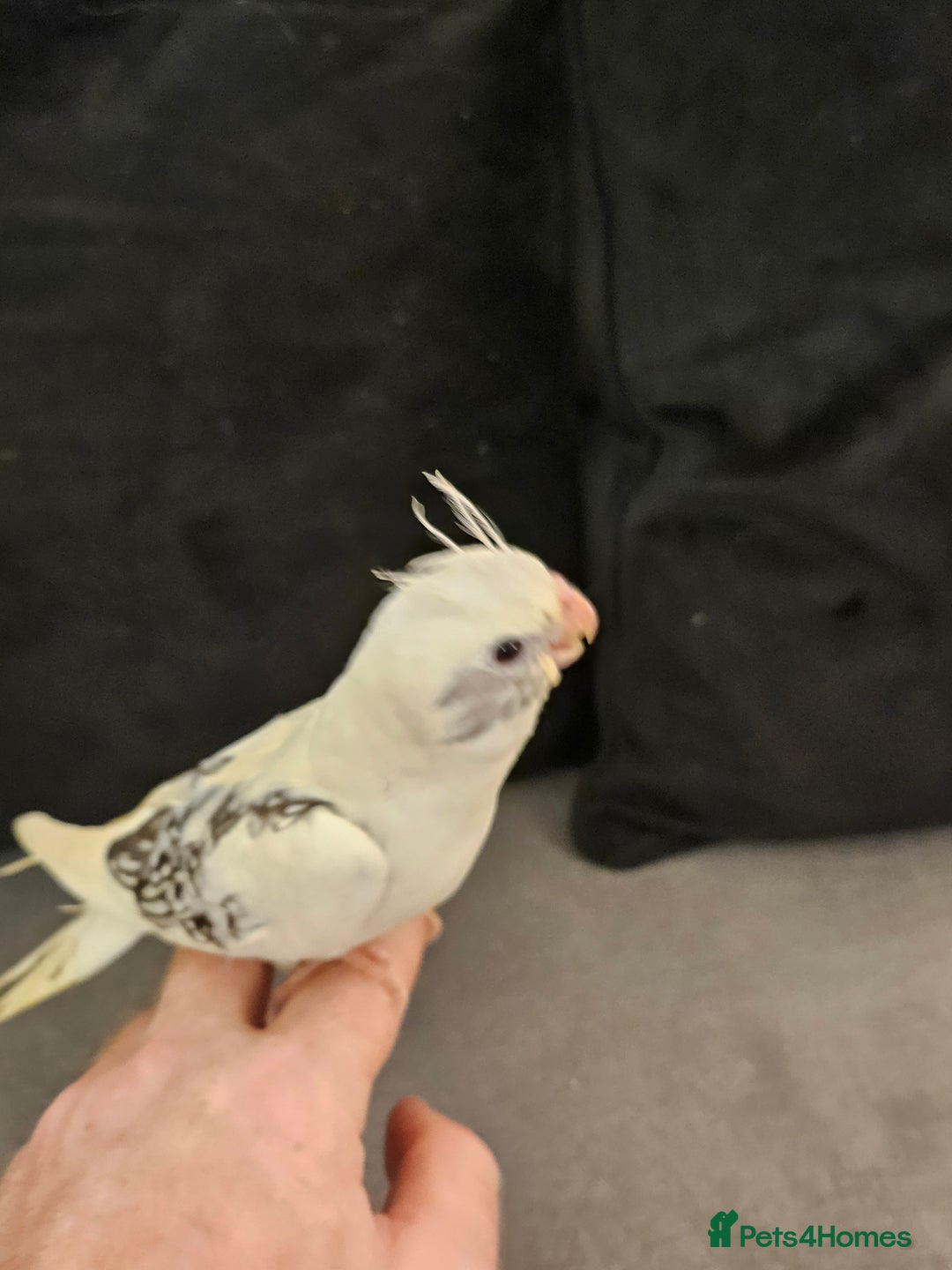 Cockatiels birds for sale: Tame cockatiel chicks  - Image 7