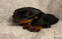 Miniature Dachshund dogs for sale: Miniature dachshund  - Image 1