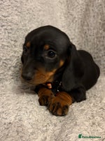 Miniature Dachshund dogs Miniature dachshund - Advert 2