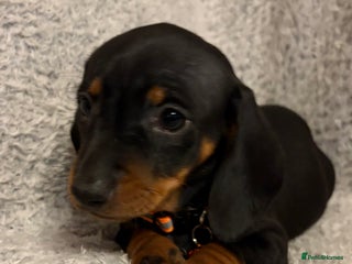 Miniature Dachshund dogs for sale - Advert 1