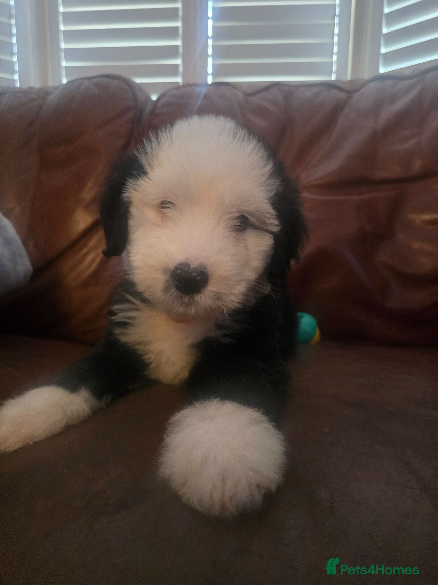 Bernese Mountain Dog dogs Old English sheepdog X bernese mountain READY NOW  - Advert 7