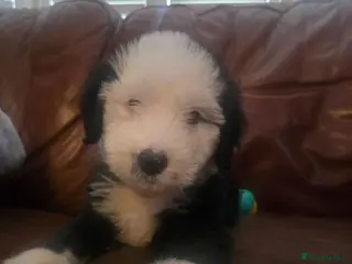 Bernese Mountain Dog dogs Old English sheepdog X bernese mountain READY NOW - Advert 3