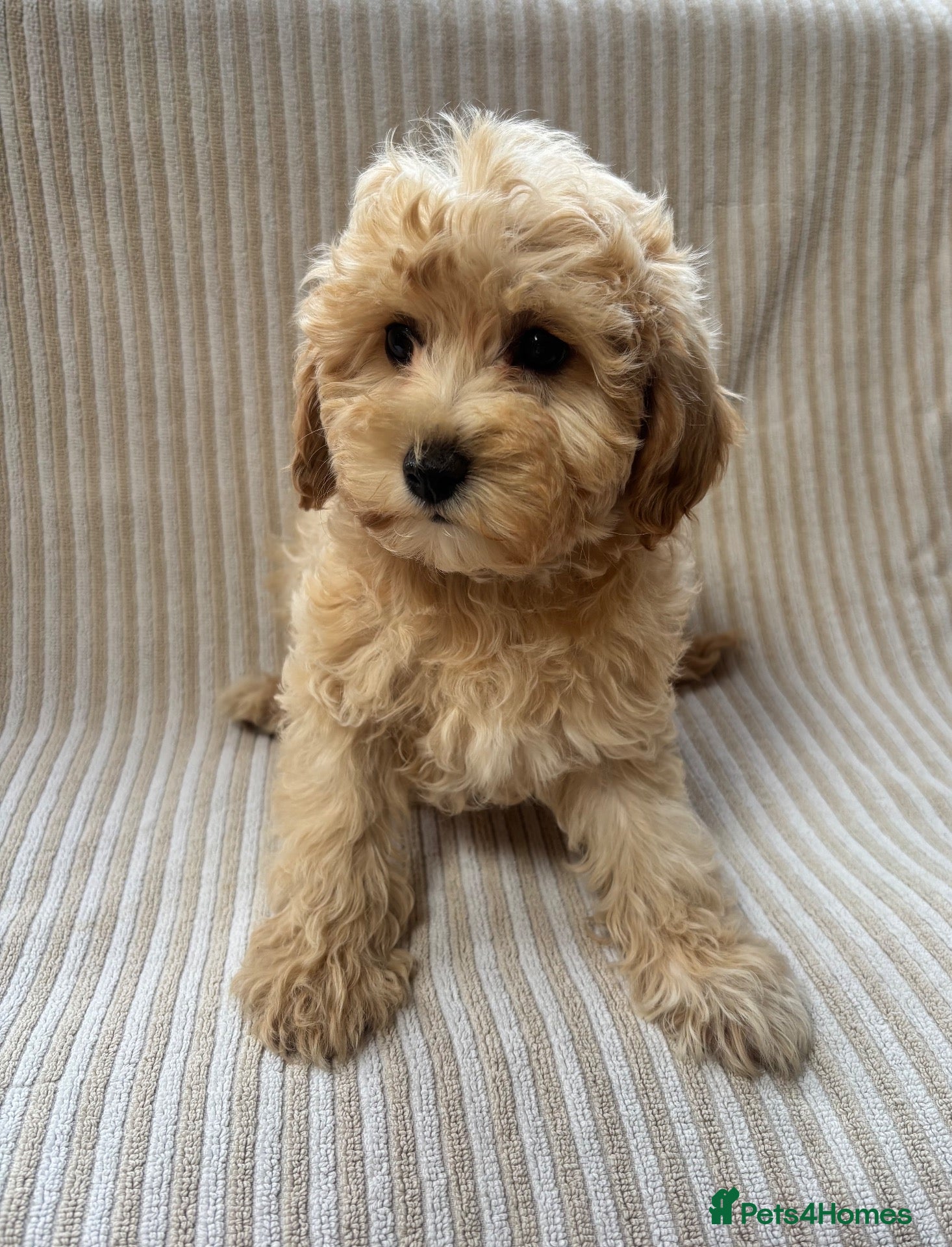 Maltipoo dogs Our Multipoo fur babies  - Advert 6