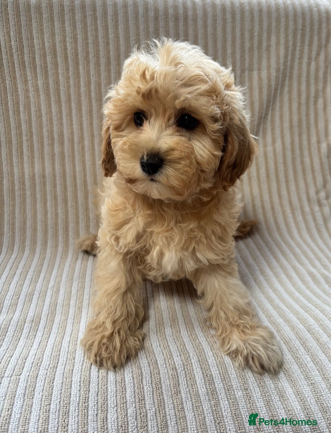 Maltipoo dogs for sale: Our Multipoo fur babies  - Advert 2