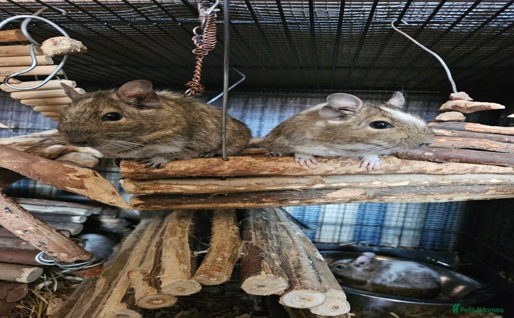 Degus rodents - Advert 1