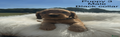 Cocker Spaniel 2
