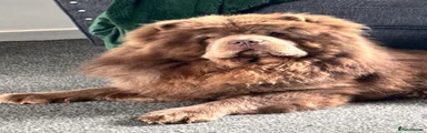 Chow Chow 1